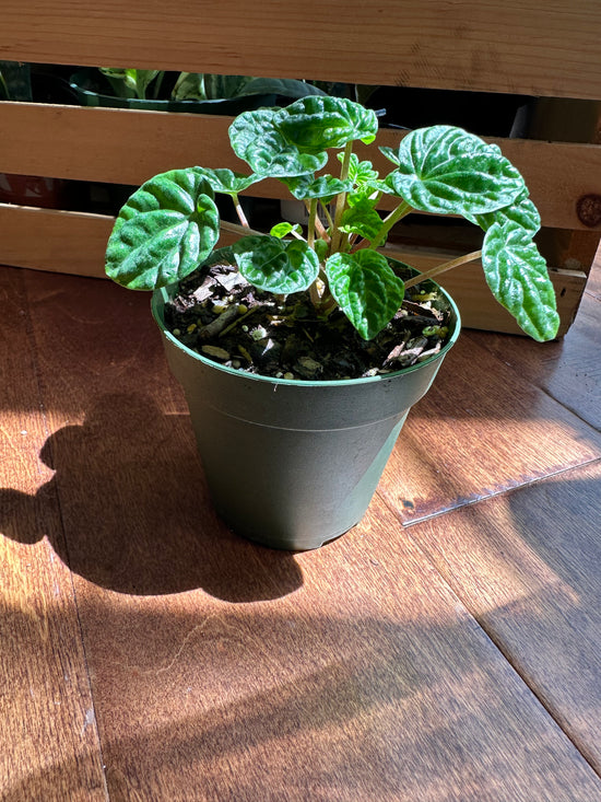 Emerald Ripple Peperomia