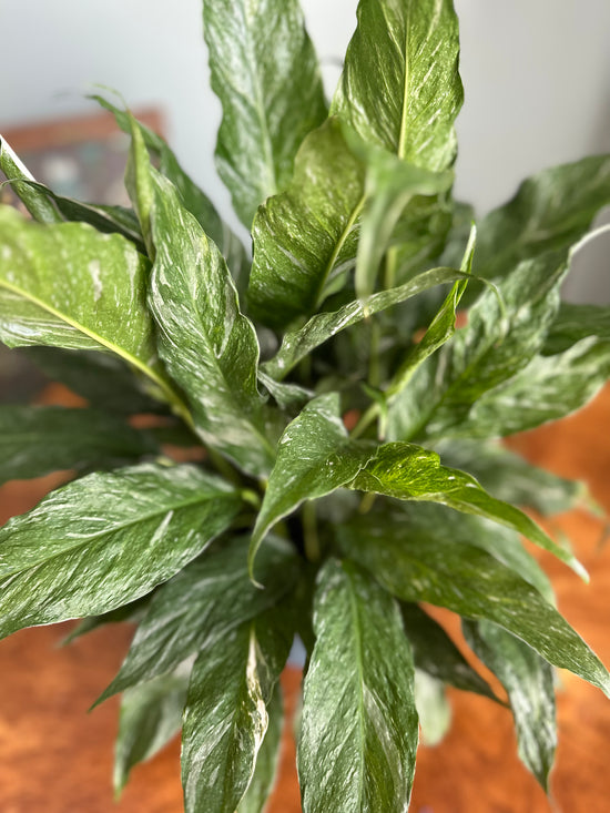 Variegated Peace Lily (Domino)