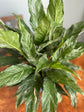 Variegated Peace Lily (Domino)