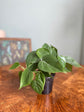 Heart Leaf Philodendron