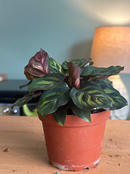 Peacock Calathea Makoyana