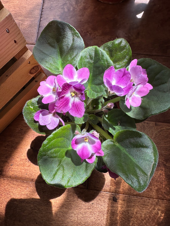 African Violet