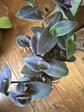 Tradescantia Pallida &