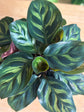 Peacock Calathea Makoyana