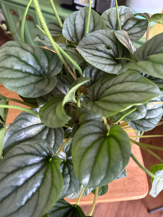 XL Peperomia Frost