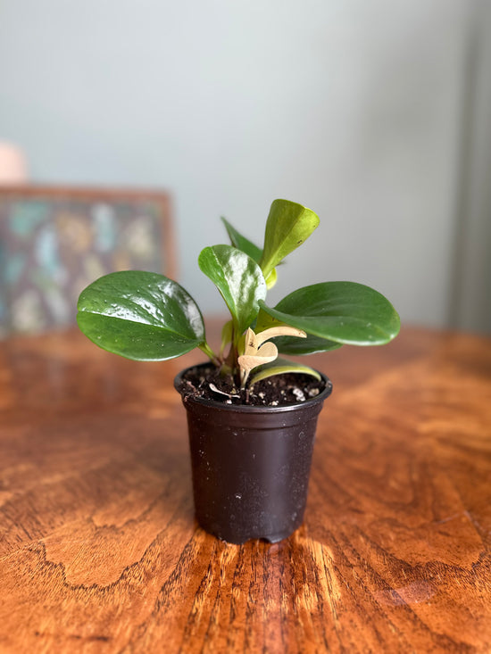 Peperomia Obtusfolia