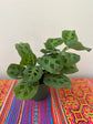 Green Maranta