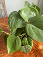 Heart Leaf Philodendron