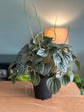 Silver Ripple Peperomia