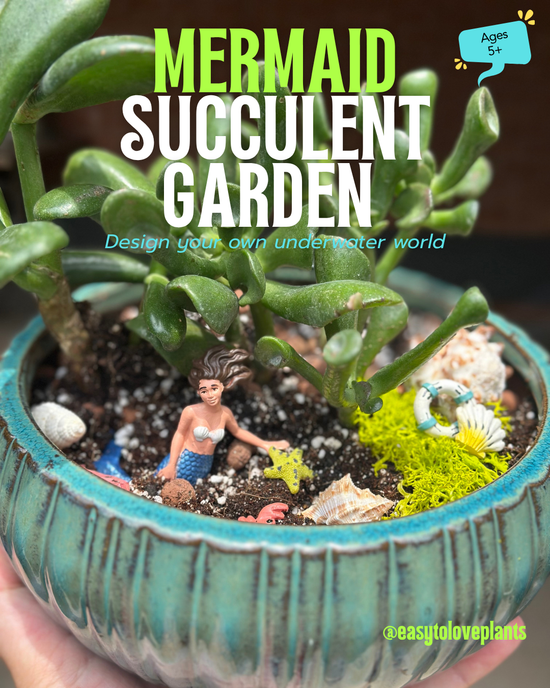 Mermaid Succulent Garden Workshop