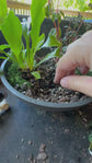 Spooky or Festive Tabletop Garden Workshop
