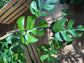 Mini Monstera (Rhaphidophora Tetrasperma)