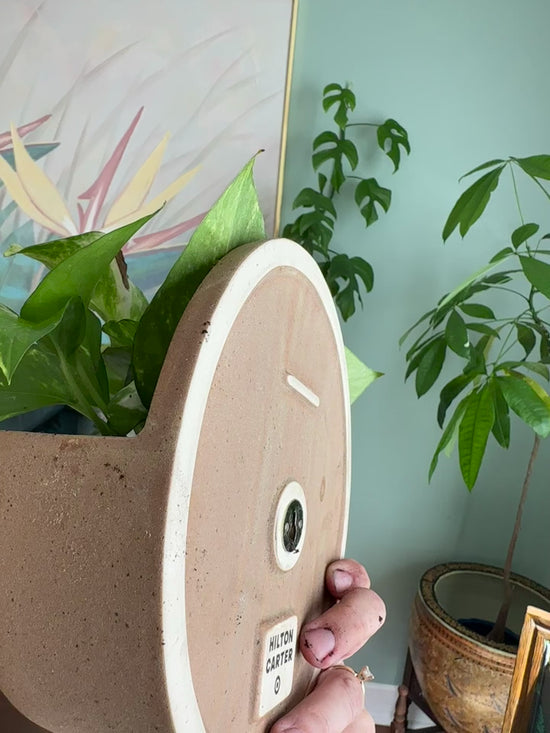 Golden Pothos Potted Hilton Carter Wall Planter
