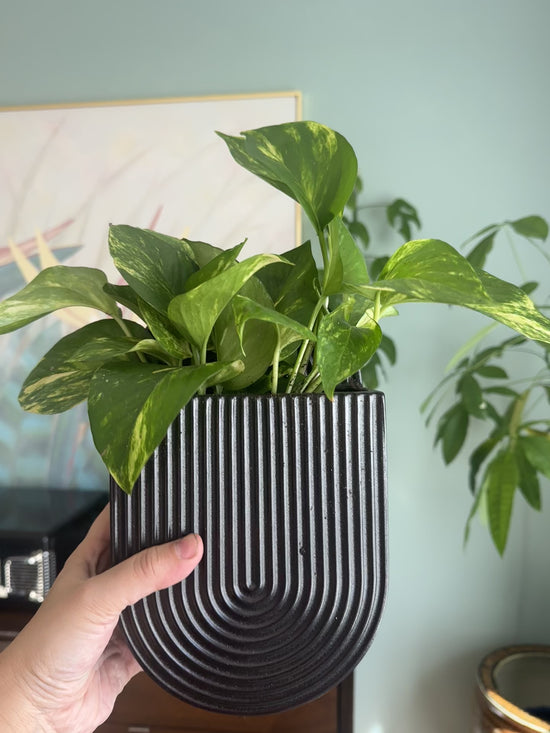 Golden Pothos Potted Hilton Carter Wall Planter