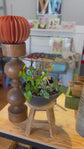 Spooky or Festive Tabletop Garden Workshop
