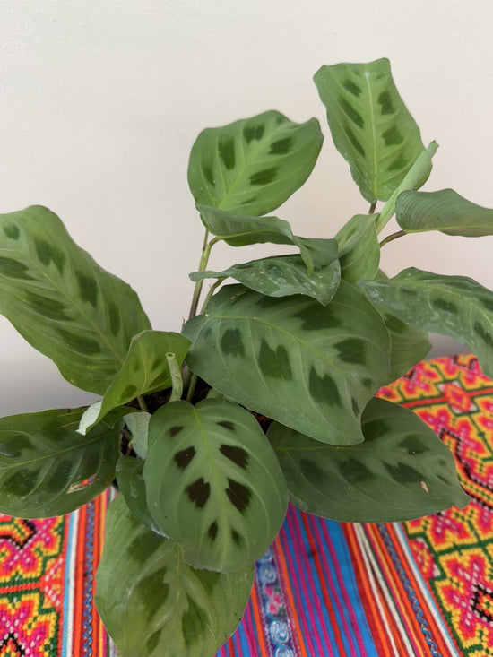 Green Maranta