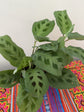 Green Maranta