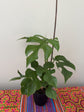 Mini Monstera (Rhaphidophora Tetrasperma)