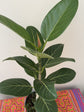 Audrey Ficus
