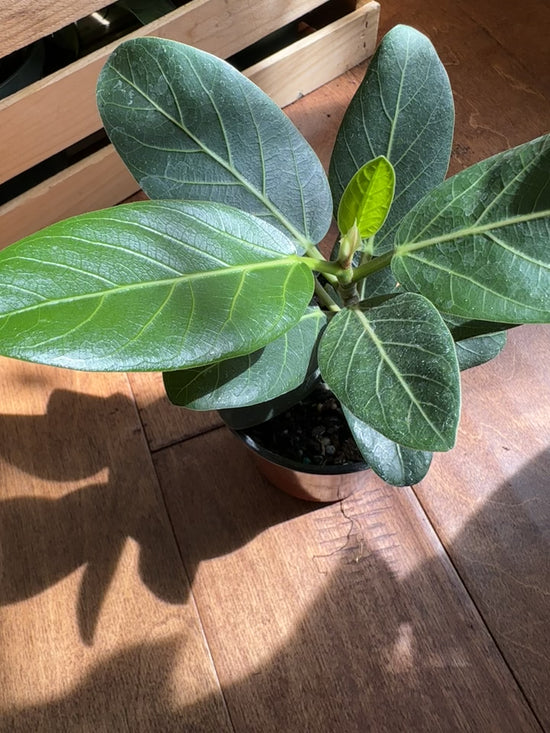 Audrey Ficus