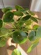 Pilea AKA Chinese Money Plant