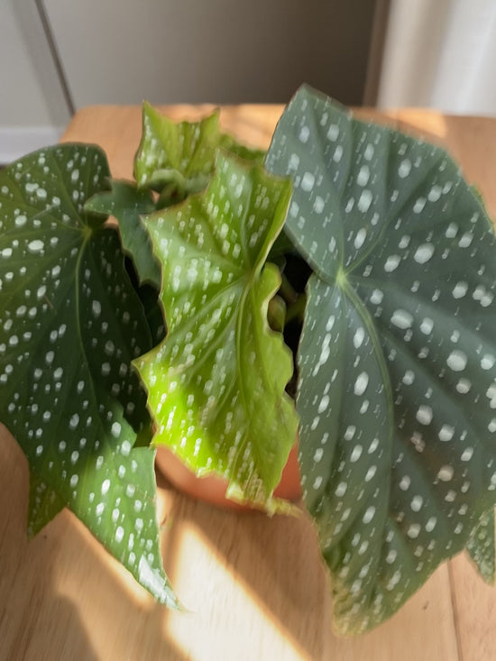 Angel Wing Begonia