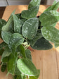 Silvery Ann Pothos