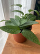 Cebu Blue Pothos