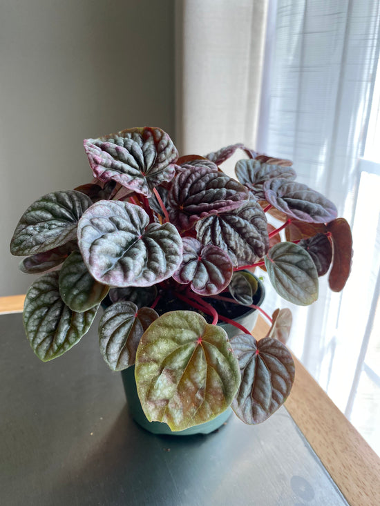 Peperomia Caperata “Red Schumacher”