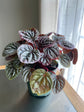 Peperomia Caperata “Red Schumacher”