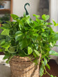 Golden Pothos