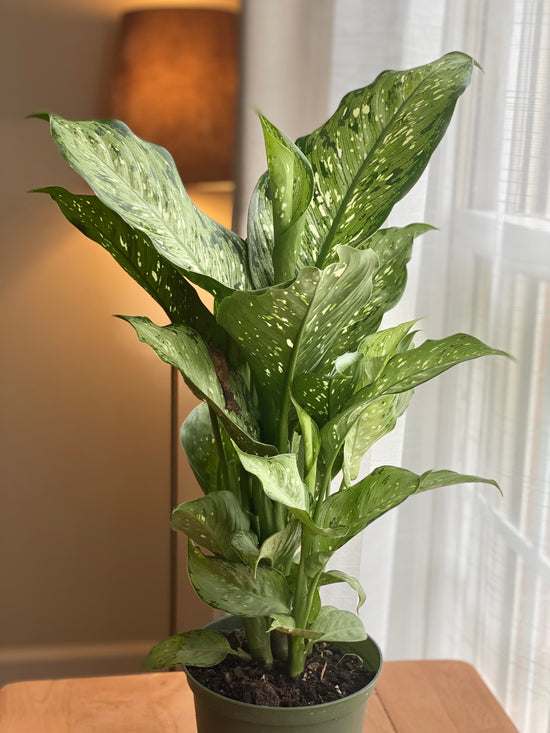 Dieffenbachia