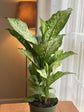 Dieffenbachia