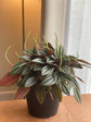 Peperomia Rosso