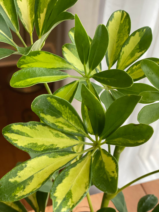 Variegated Umbrella Plant