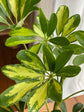 Variegated Umbrella Plant