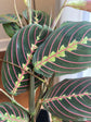 Red Maranta