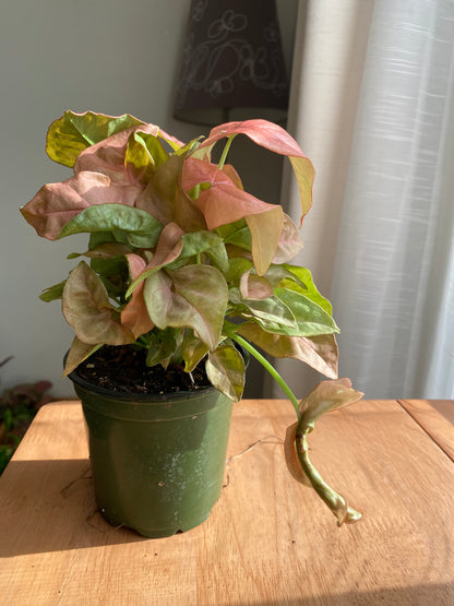 Pink Robusta Arrowhead Plant