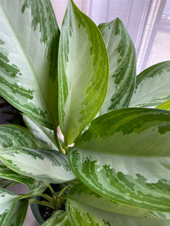 Chinese Evergreen