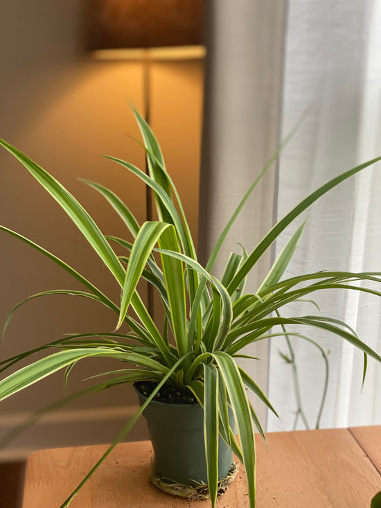 Spider Plant