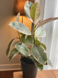 Ficus Tineke