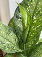 Dieffenbachia