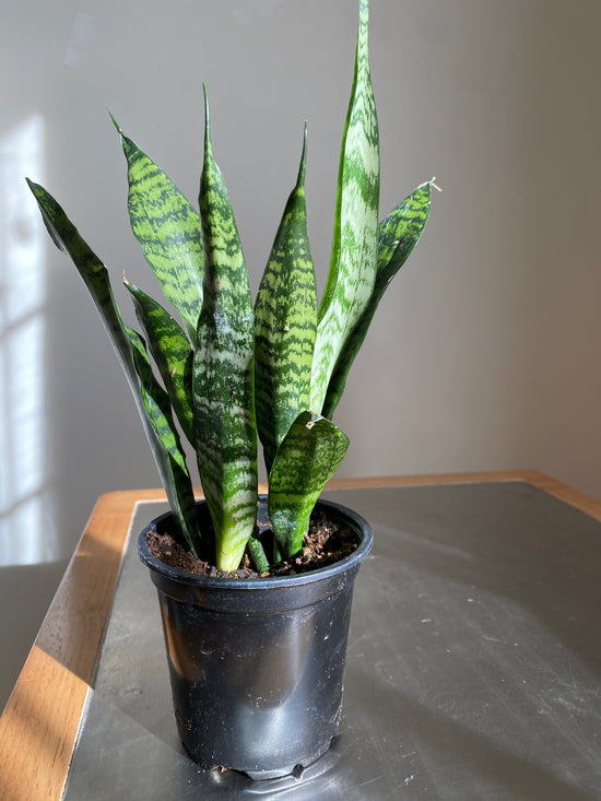 Black Coral Snake Plant