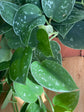 Silvery Ann Pothos