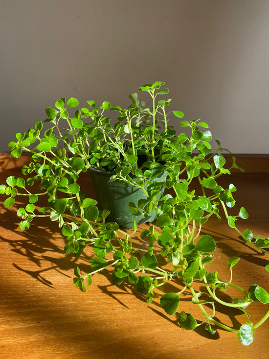 Baby Tears - Pilea Depressa
