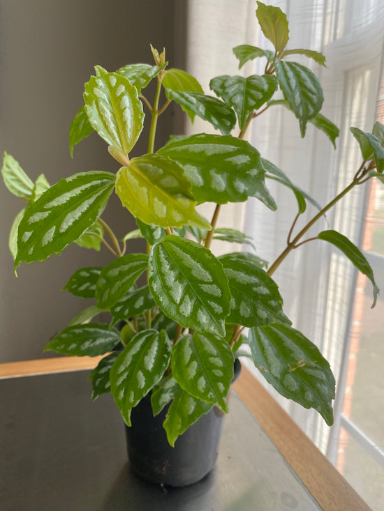 Pilea Cadierei