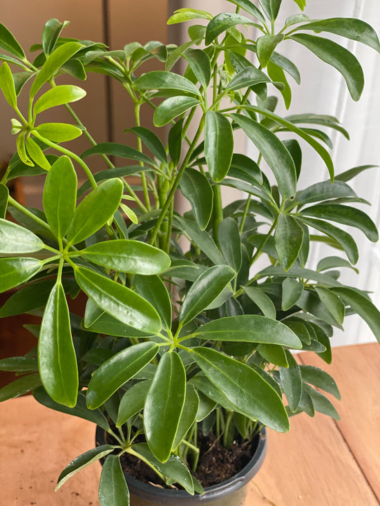 Umbrella Plant