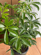 Umbrella Plant