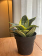 Laurentii Snake Plant