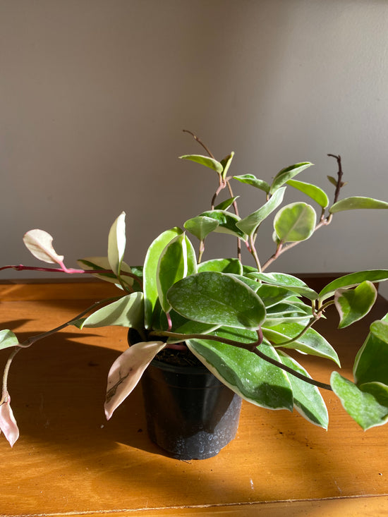 Krimson Queen Hoya